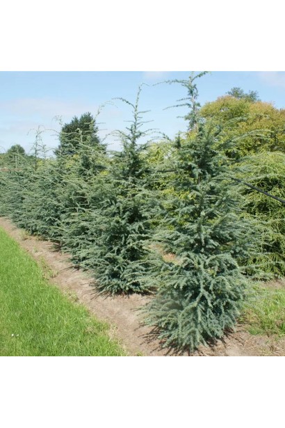 Тсуга західна Глаука